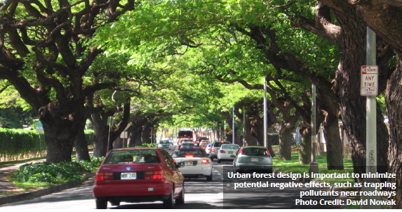 Tree canopy road image.PNG