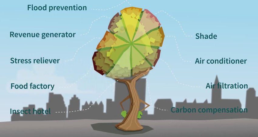 TreeBenefits_Video.JPG